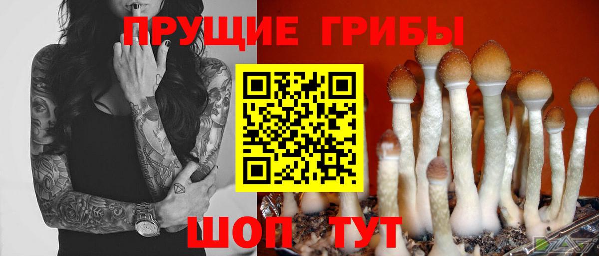 Медногорск  Галлюциногенные грибы прущие грибы  Вход с VPN  купить наркотики сайты  Галлюциногенные грибы мицелий 